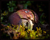 Acorn Sprouting with Root Drilling Down!