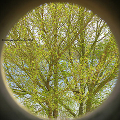 Thru the round window!