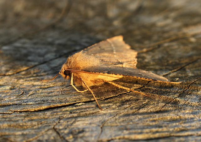 Scalloped Hazel