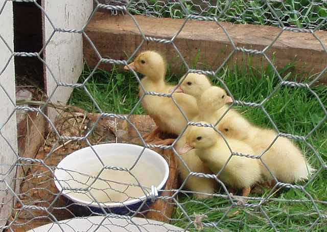 ducklings' new garden enclosure