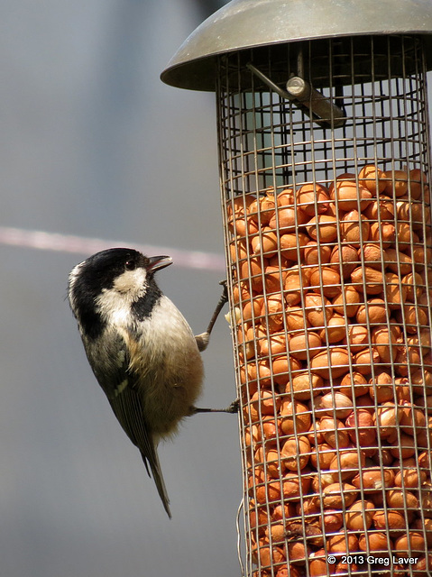 Coal Tit 1