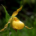 Cypripedium parviflorum var. pubescens