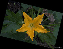 Another on the way - courgette Flower
