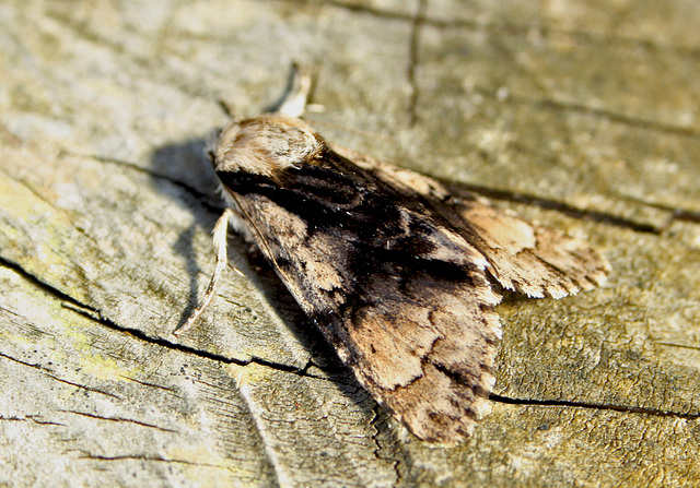 Alder Moth