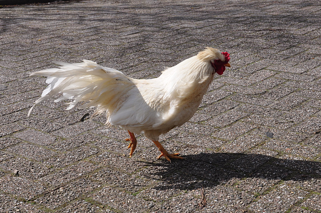 Rooster in the wind