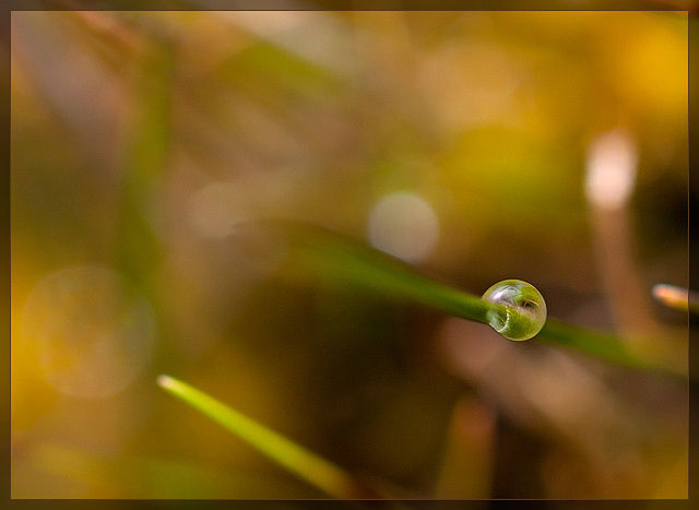 Dewdrop and the Land of Bokeh
