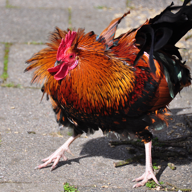 Rooster in the wind