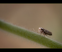 Little Leafhopper with Fancy Grillwork