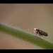 Little Leafhopper with Fancy Grillwork