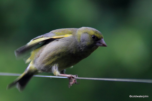 Greenfinch joining us for breakfast