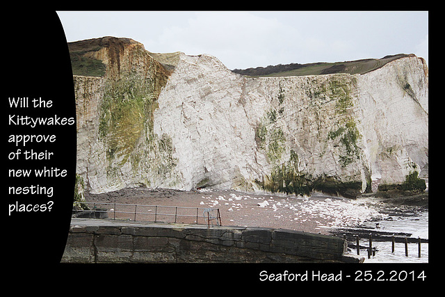 Kittywakes' new nesting places - Seaford Head - 25.2.2014