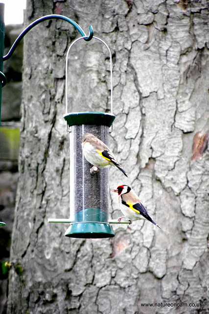 Goldfinch