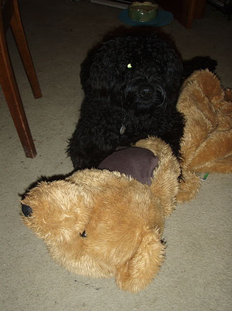 Fonzie's teddy bear rug