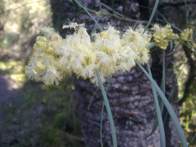 wattle blossom - what sort?