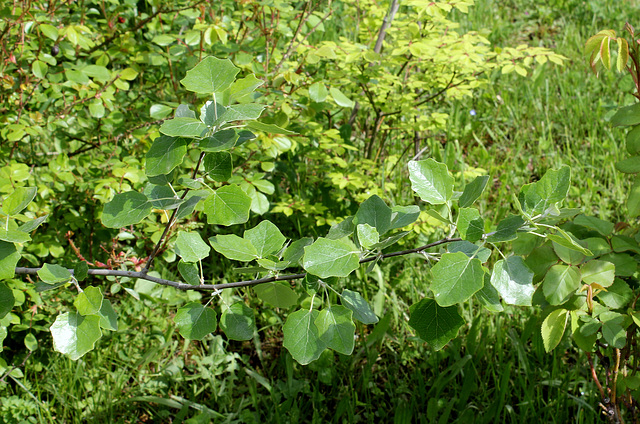 Populus alba