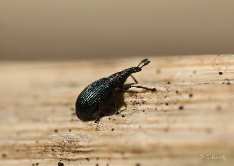 Another Weevil