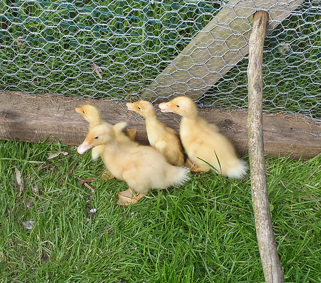 ducklings together