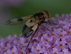 Buddleia davidii attracts more than just butterflies...