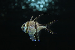 Banggai Cardinalfish