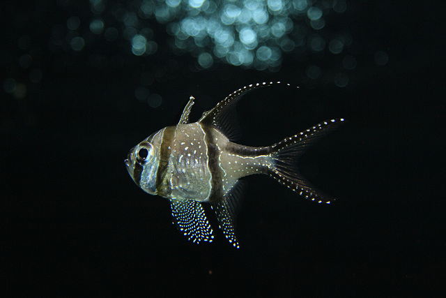 Banggai Cardinalfish