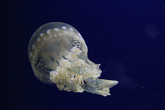 Spotted Jellyfish