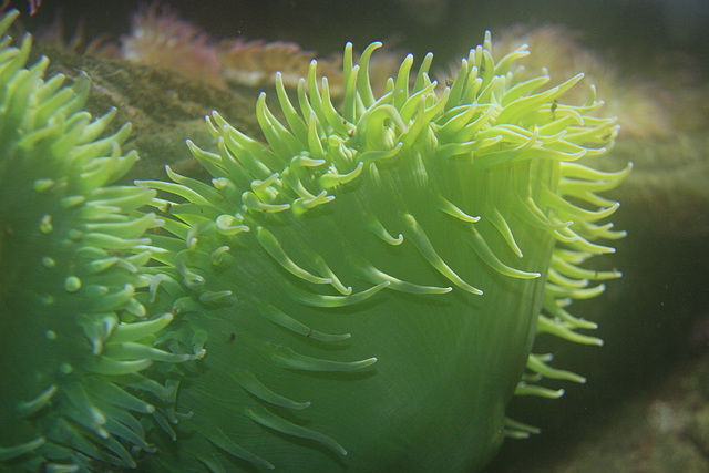 Giant Green Anemone