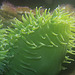 Giant Green Anemone