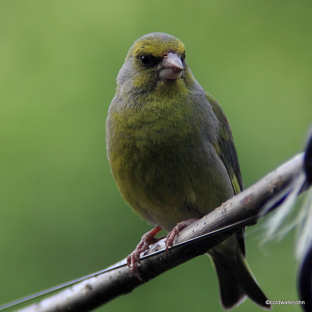 Greenfinch