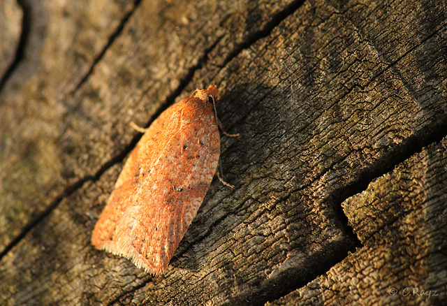 Acleris notana