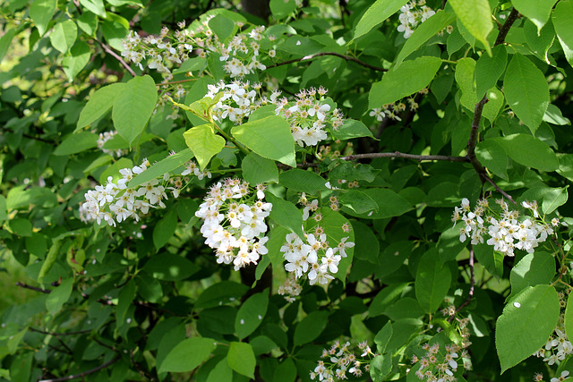 Prunus padus