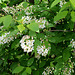 Prunus padus