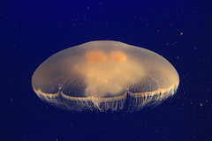 Moon Jellyfish