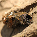 Caddisfly Larval Case