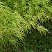 Acer palmatum dissectum