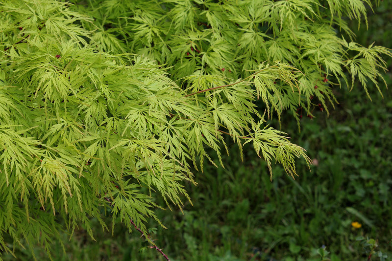 Acer palmatum dissectum