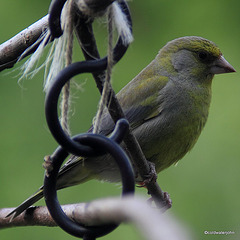 Greenfinch