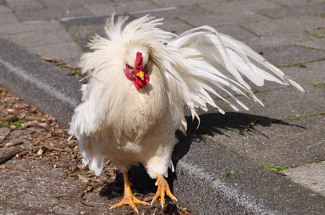 Rooster in the wind