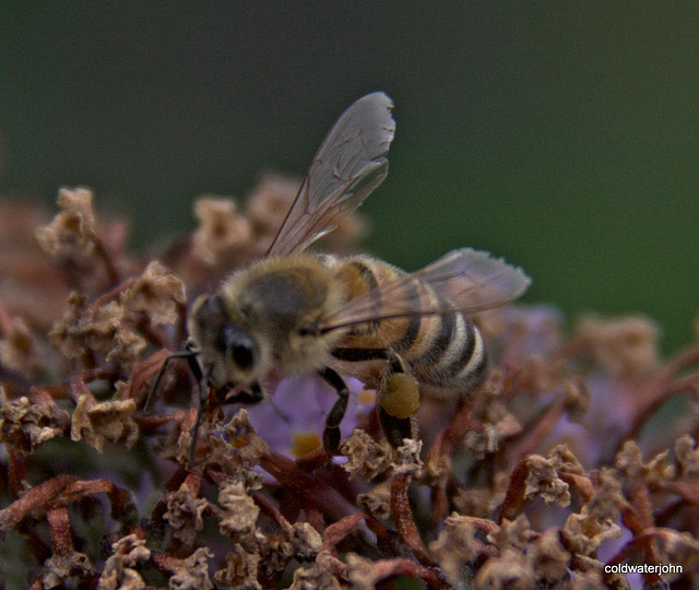 Buddleia davidii attracts more than just butterflies...