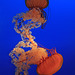 Sea Nettles