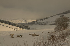 Scenes from the A96 - 31 12 2009