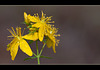 St. John's Wort: The 140th Flower of Spring & Summer! (5 more pix below!)