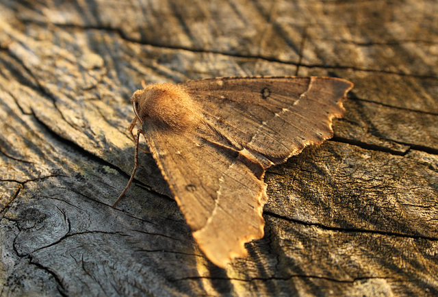 Scalloped Hazel
