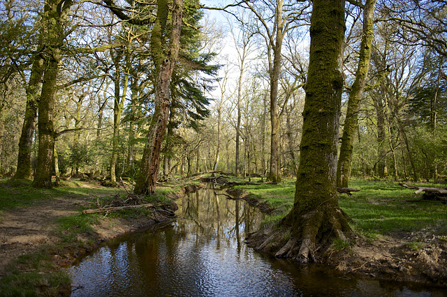 Woodland stream