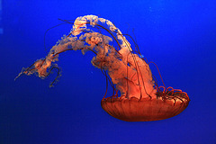 Sea Nettle