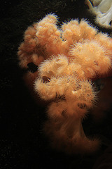 Giant Plumose Anemone