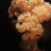 Giant Plumose Anemone