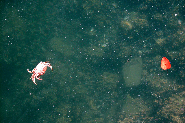 Canadian images: Dead things in the English bay