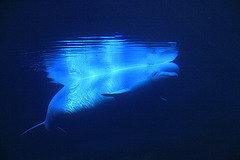 Beluga Whale