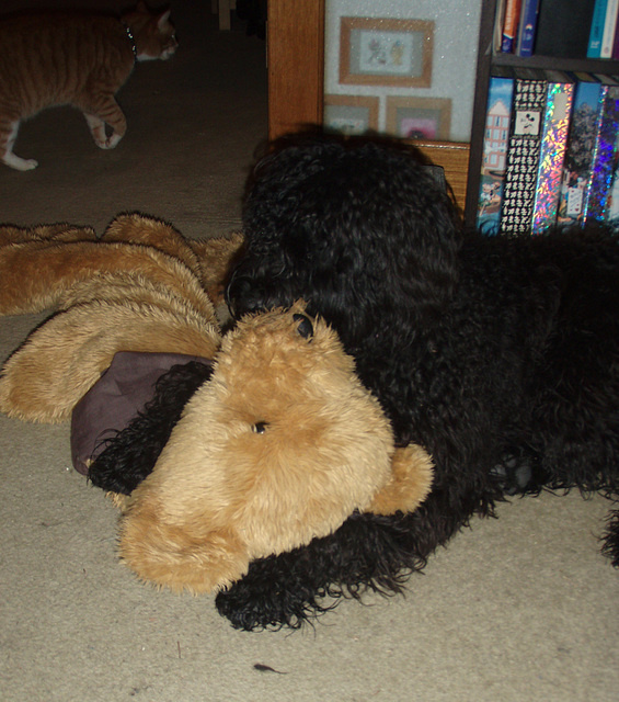 Fonzie's teddy bear rug