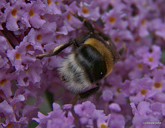 Buddleia davidii attracts more than just butterflies...
